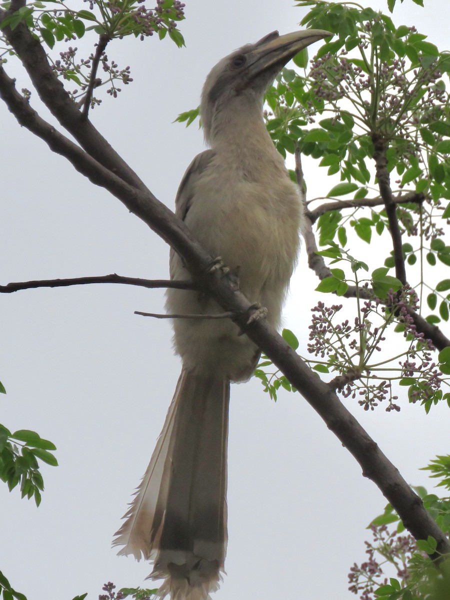 Indian Gray Hornbill - Mark Sopko