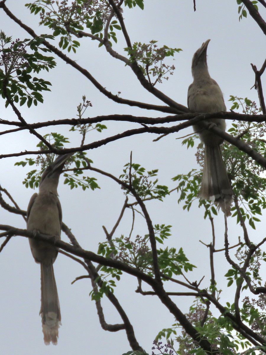 Indian Gray Hornbill - Mark Sopko