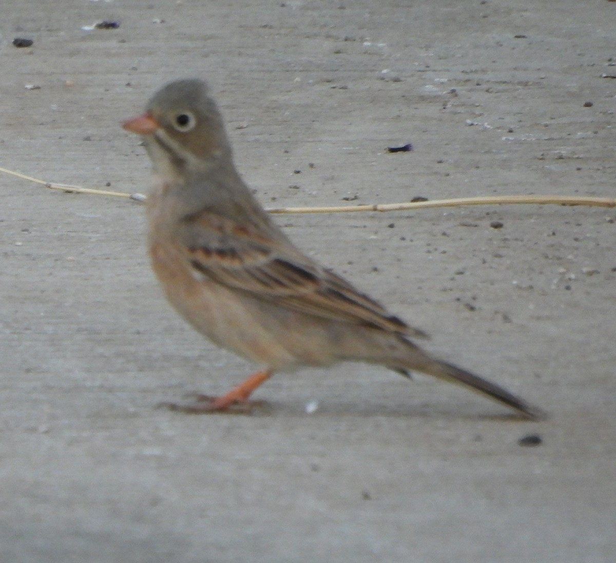 Gray-necked Bunting - Prof Chandan Singh Dalawat