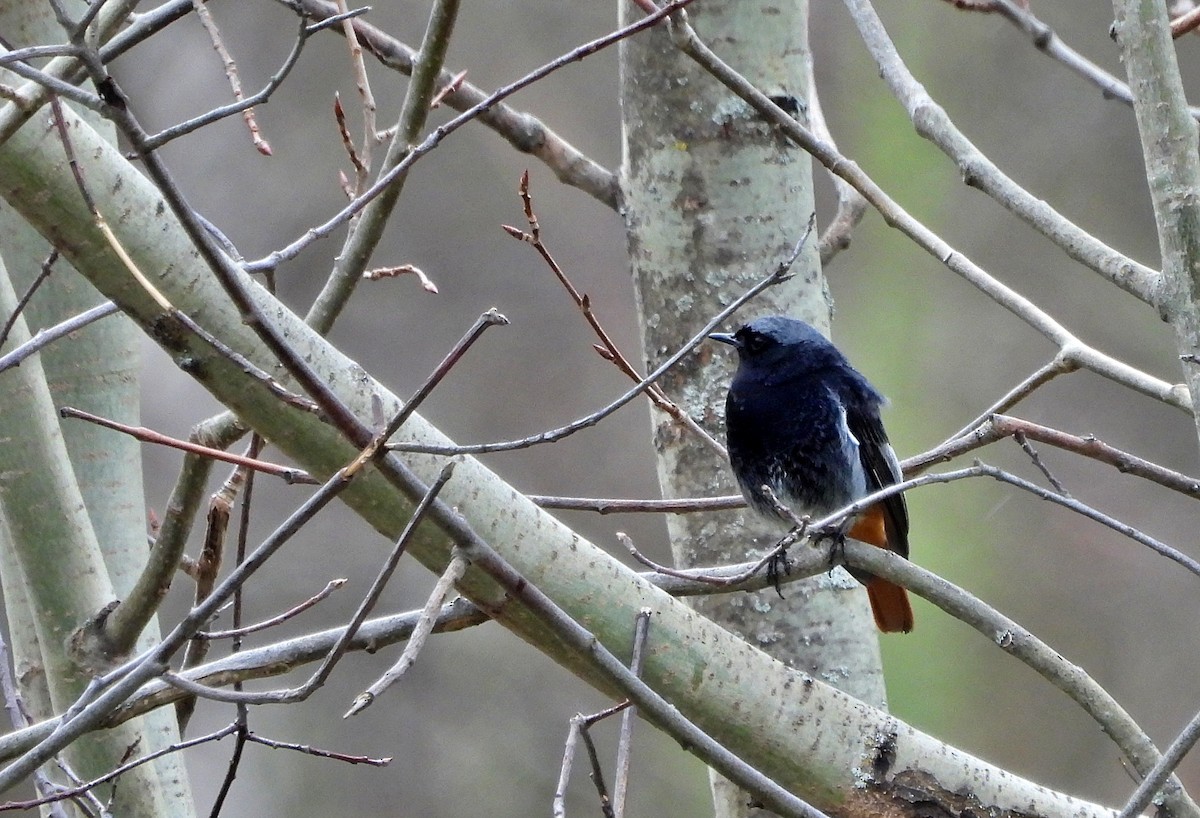 Black Redstart - ML616721573