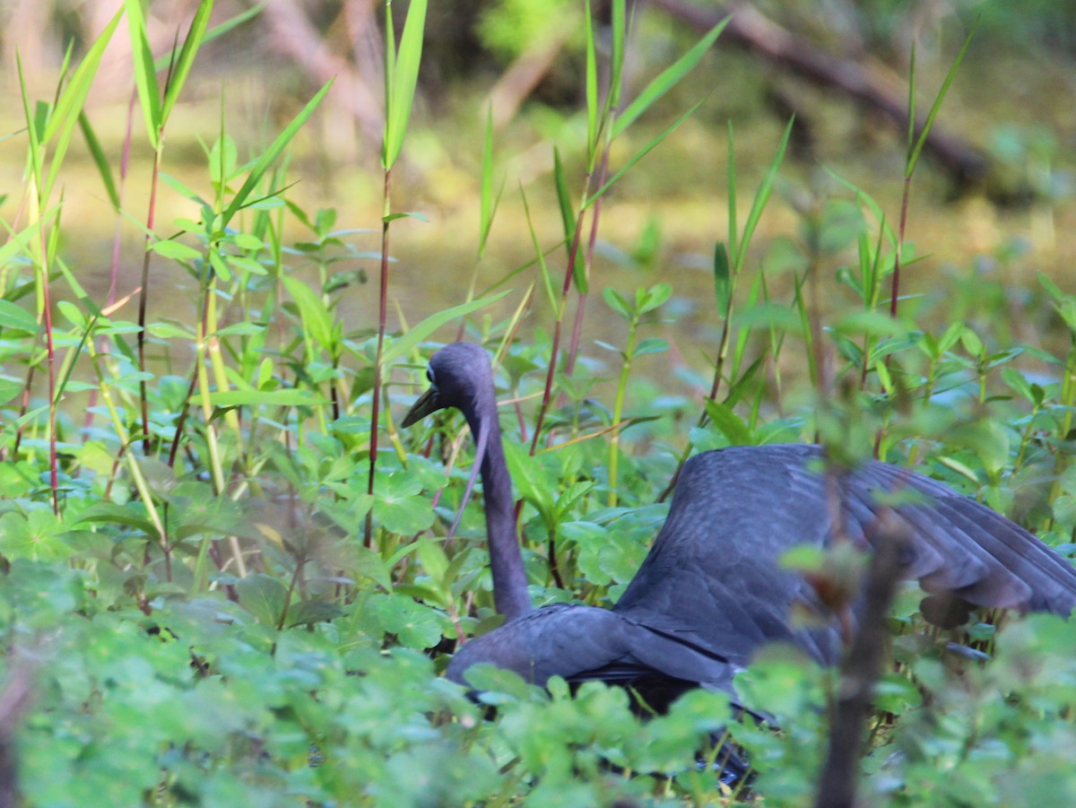 Little Blue Heron - ML616721603