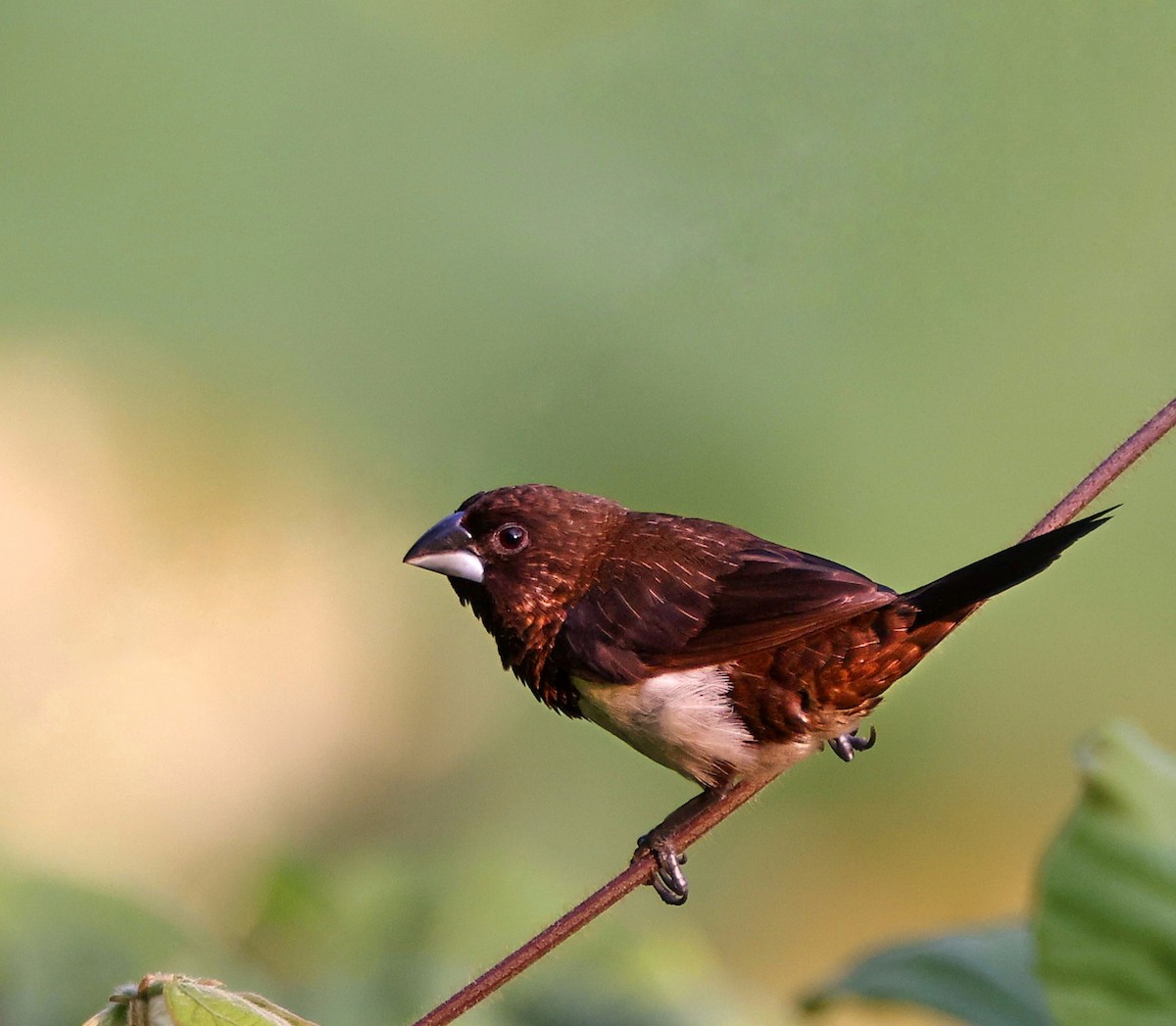 White-rumped Munia - Harish Thangaraj