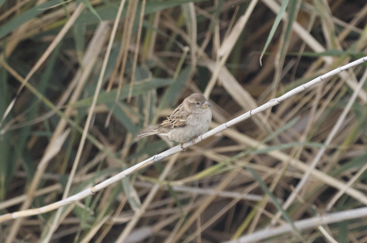 House Sparrow - ML616721620