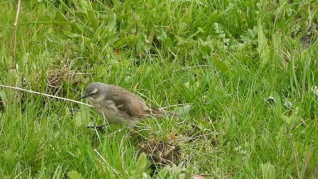 Water Pipit - ML616721717