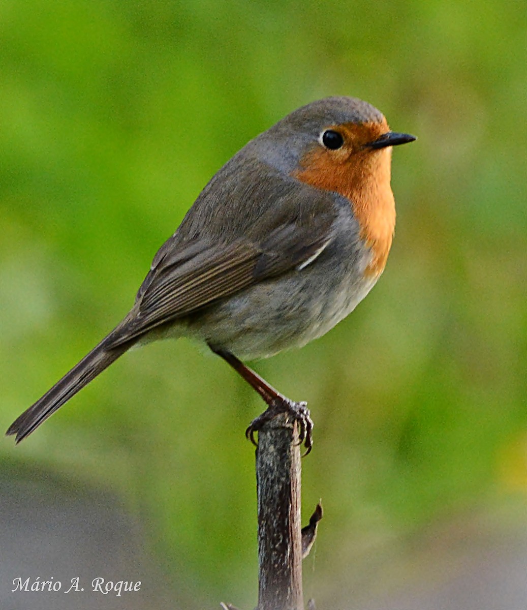 European Robin - Mário Roque