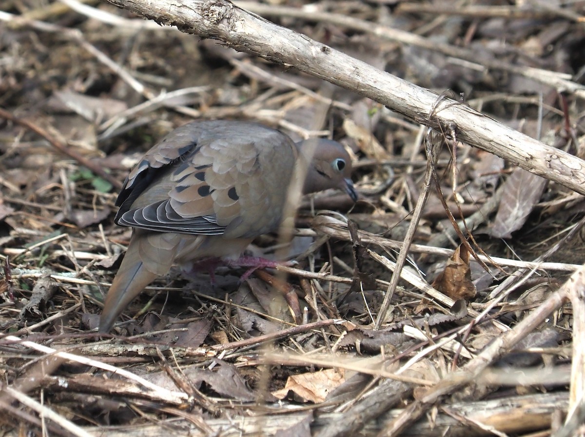 Mourning Dove - ML616721733