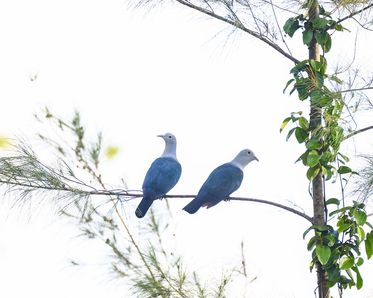 Nicobar Imperial-Pigeon - Harish Thangaraj