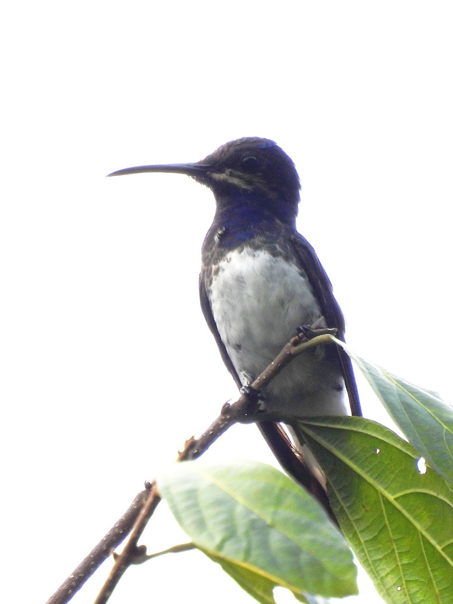 White-necked Jacobin - Jhon Carlos Andres Rivera Higuera