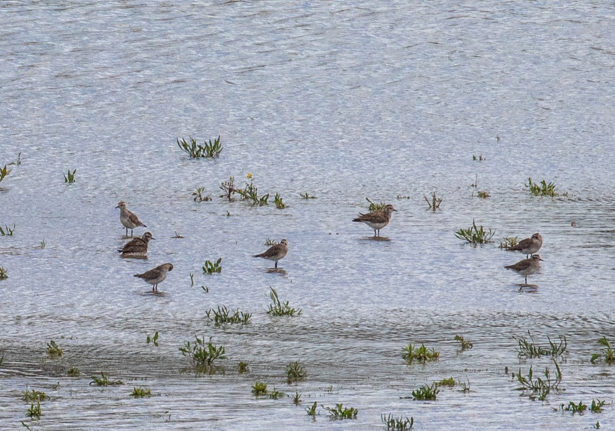 American Golden-Plover - Barry Tillman