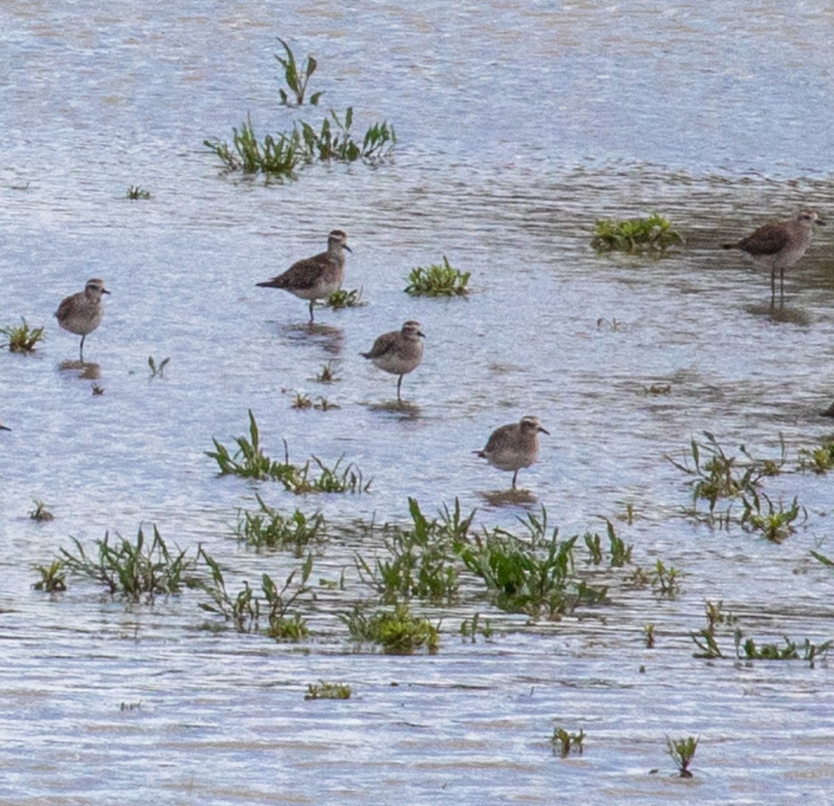 American Golden-Plover - ML616721778