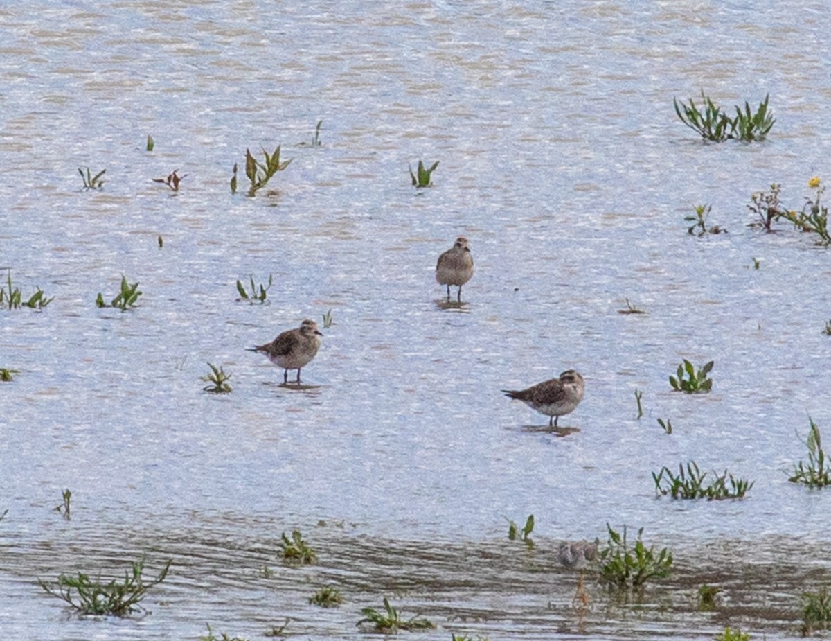 American Golden-Plover - ML616721779