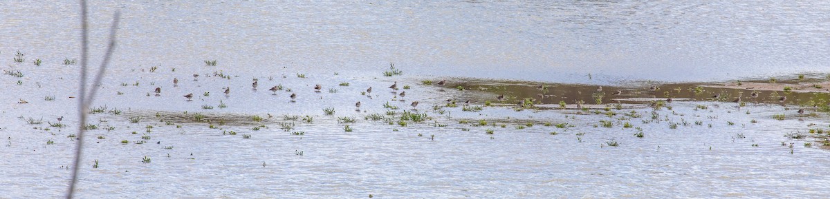 American Golden-Plover - Barry Tillman