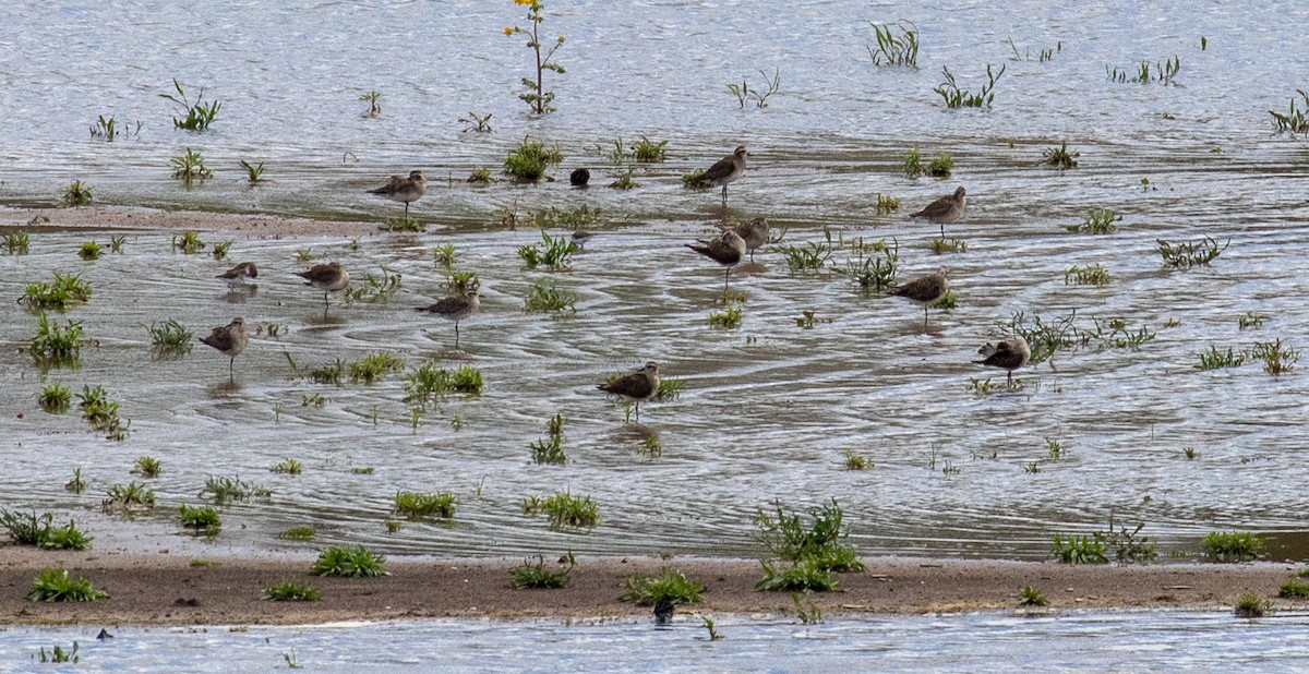 American Golden-Plover - Barry Tillman