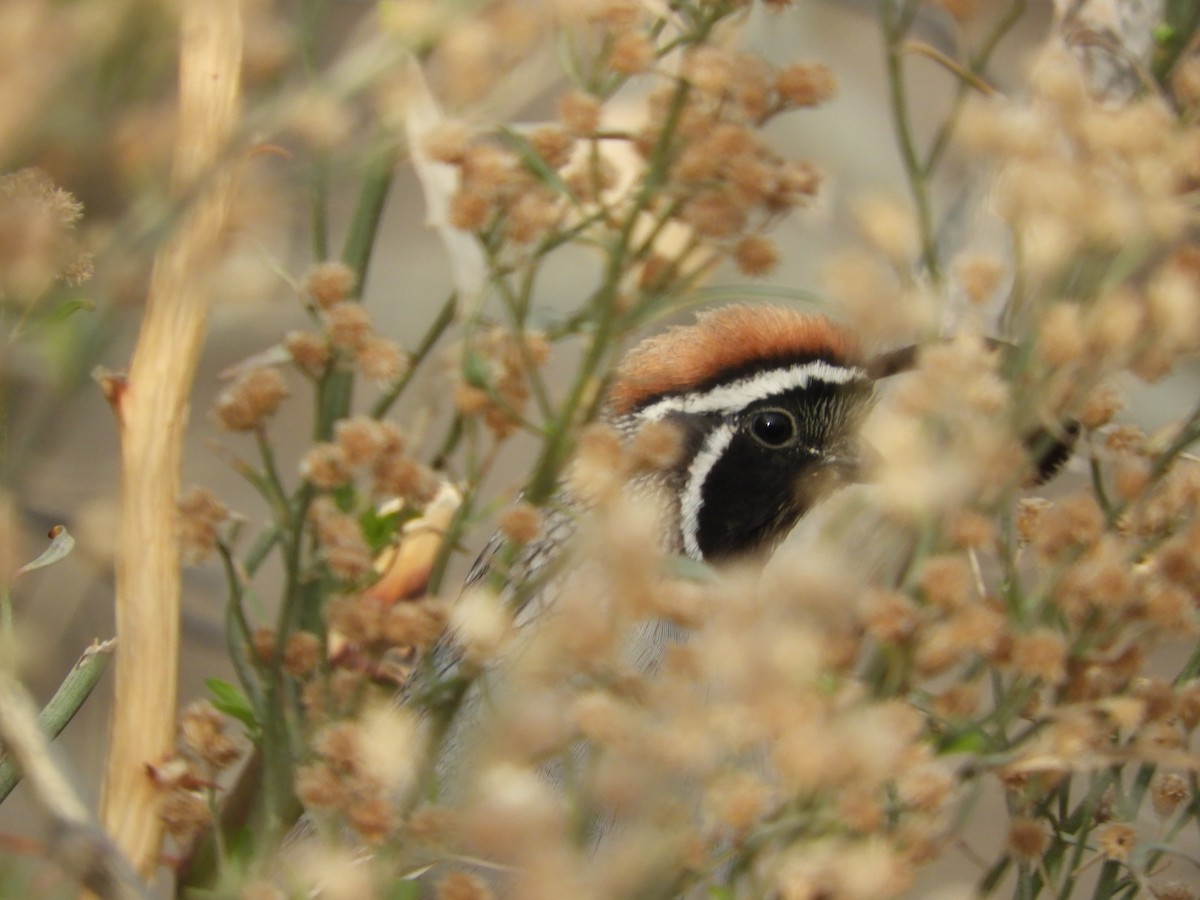 Gambel's Quail - ML616721796