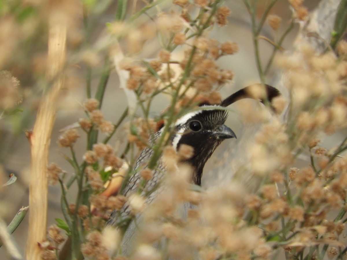 Gambel's Quail - ML616721797