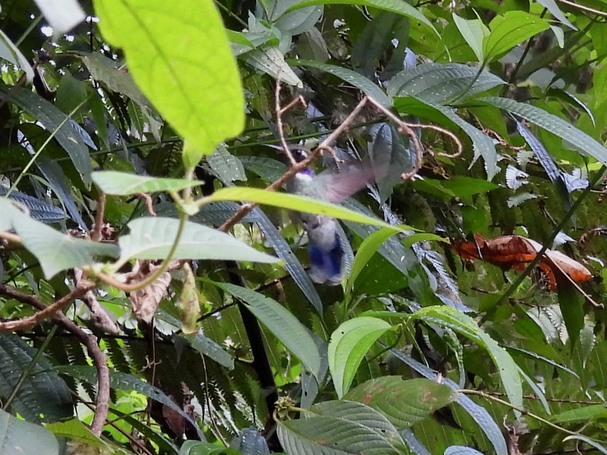 Colibrí Picocuña Oriental - ML616721842