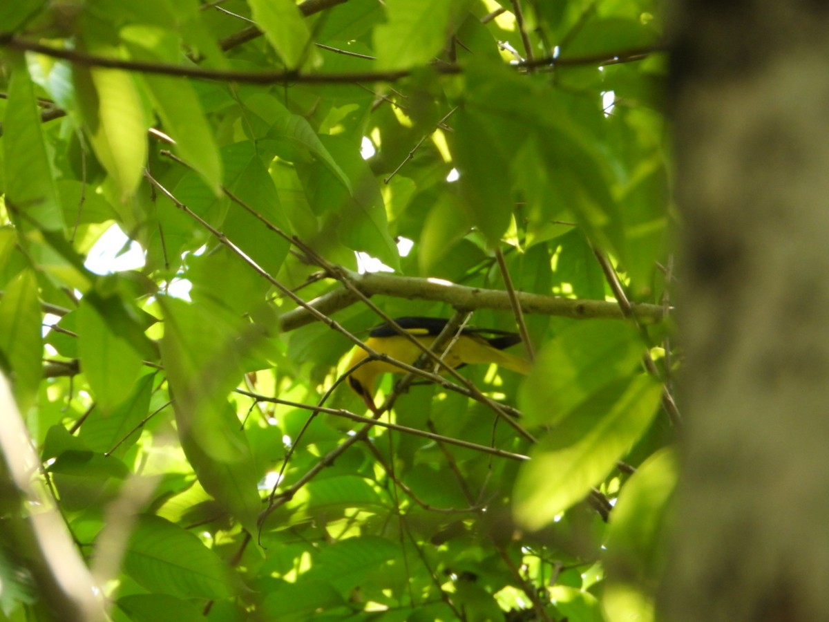 Indian Golden Oriole - ML616721844