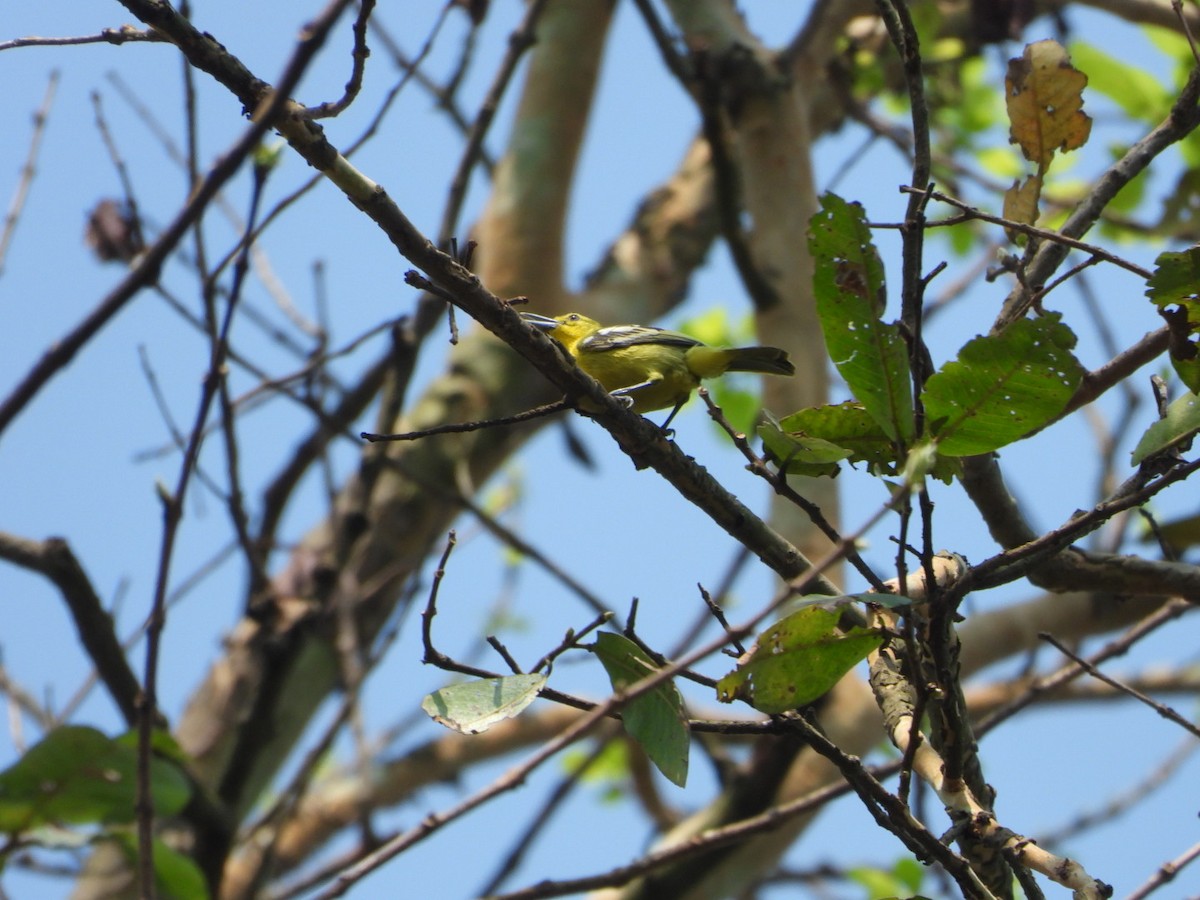 Common Iora - ML616721876