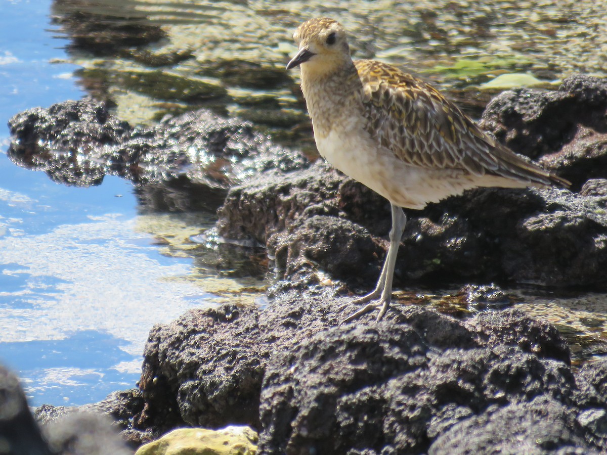 Chorlito Dorado Siberiano - ML616721882