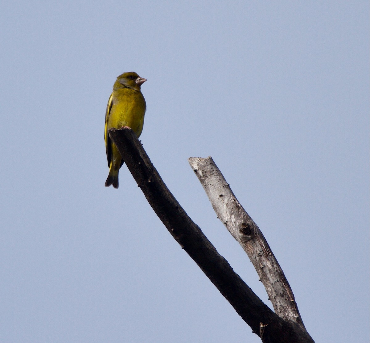 European Greenfinch - ML616721914