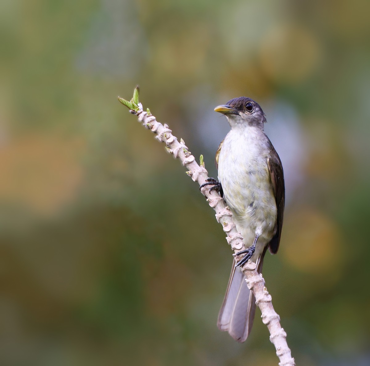 Nicobar Bulbul - ML616721975