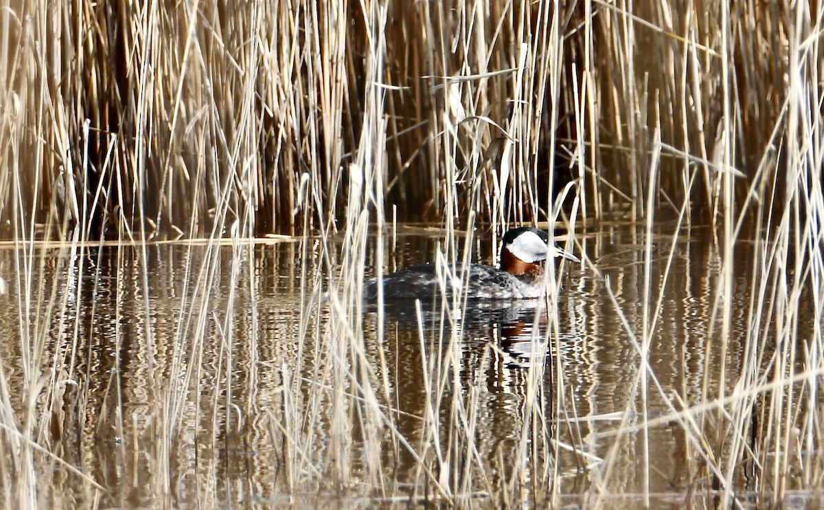 Red-necked Grebe - Inga Ligi