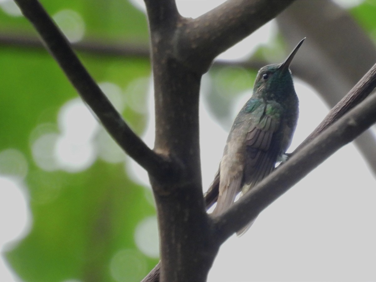 Yeşil Karınlı Kolibri - ML616722018