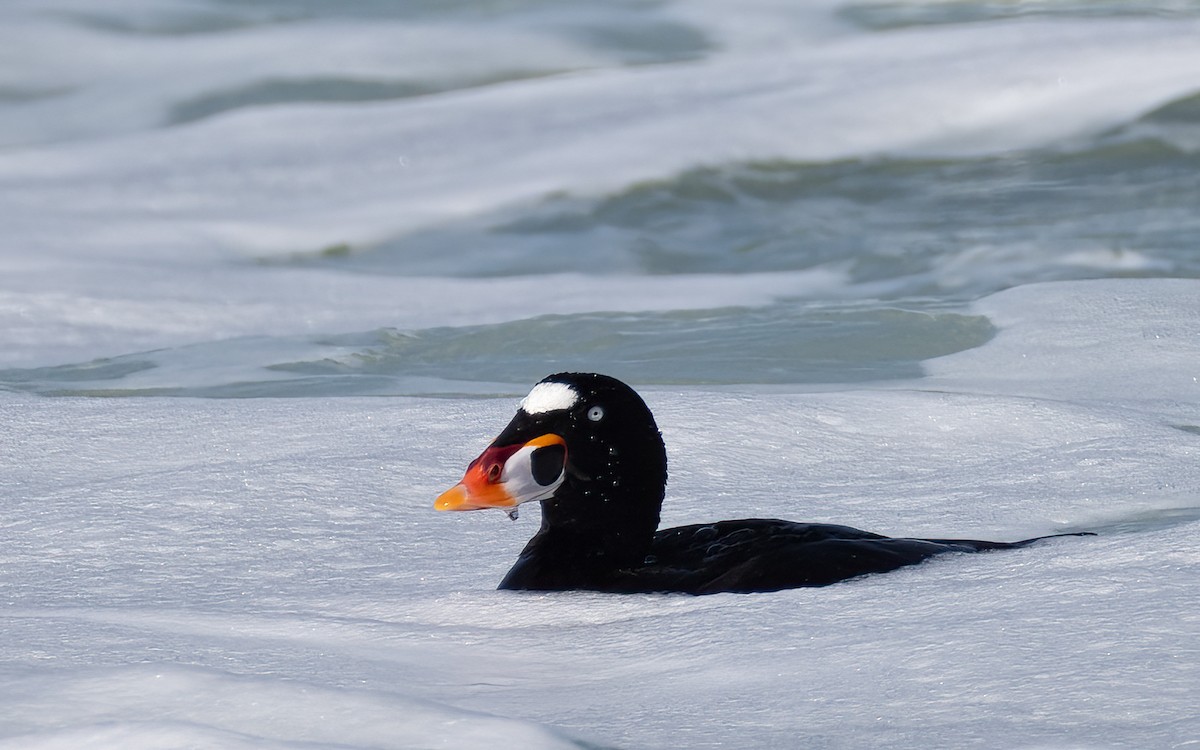 Surf Scoter - ML616722035