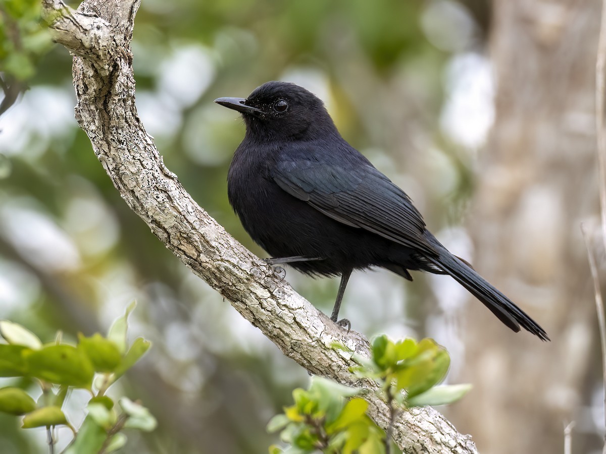 Black Catbird - Andres Vasquez Noboa