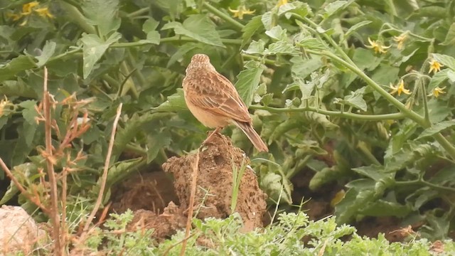 Singing Bushlark - ML616722054