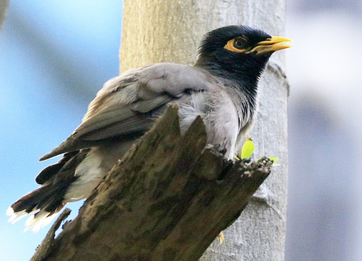 Common Myna - Freddy Camara