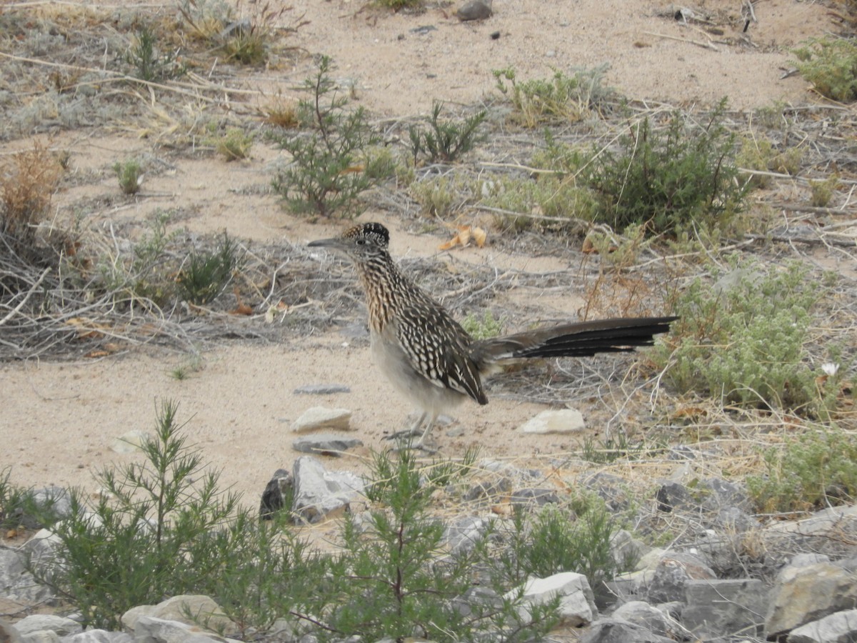 Greater Roadrunner - Thomas Bürgi