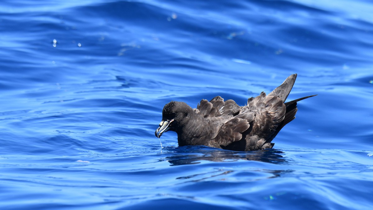 Parkinson's Petrel - Adam Janczyszyn