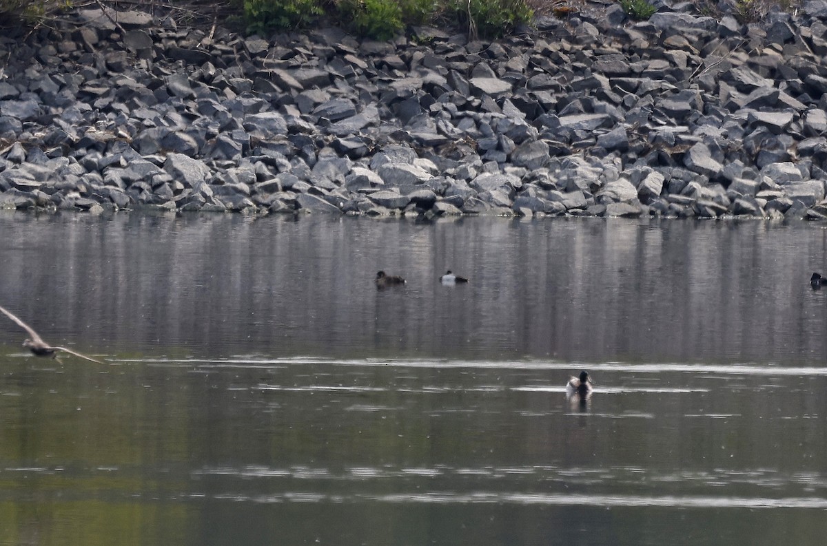 Greater Scaup - ML616722092
