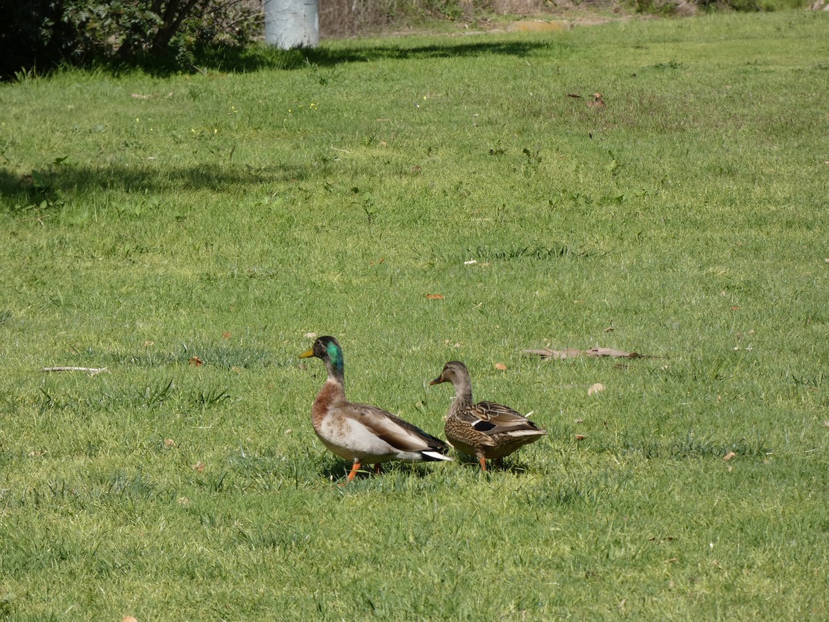 Canard colvert - ML616722093