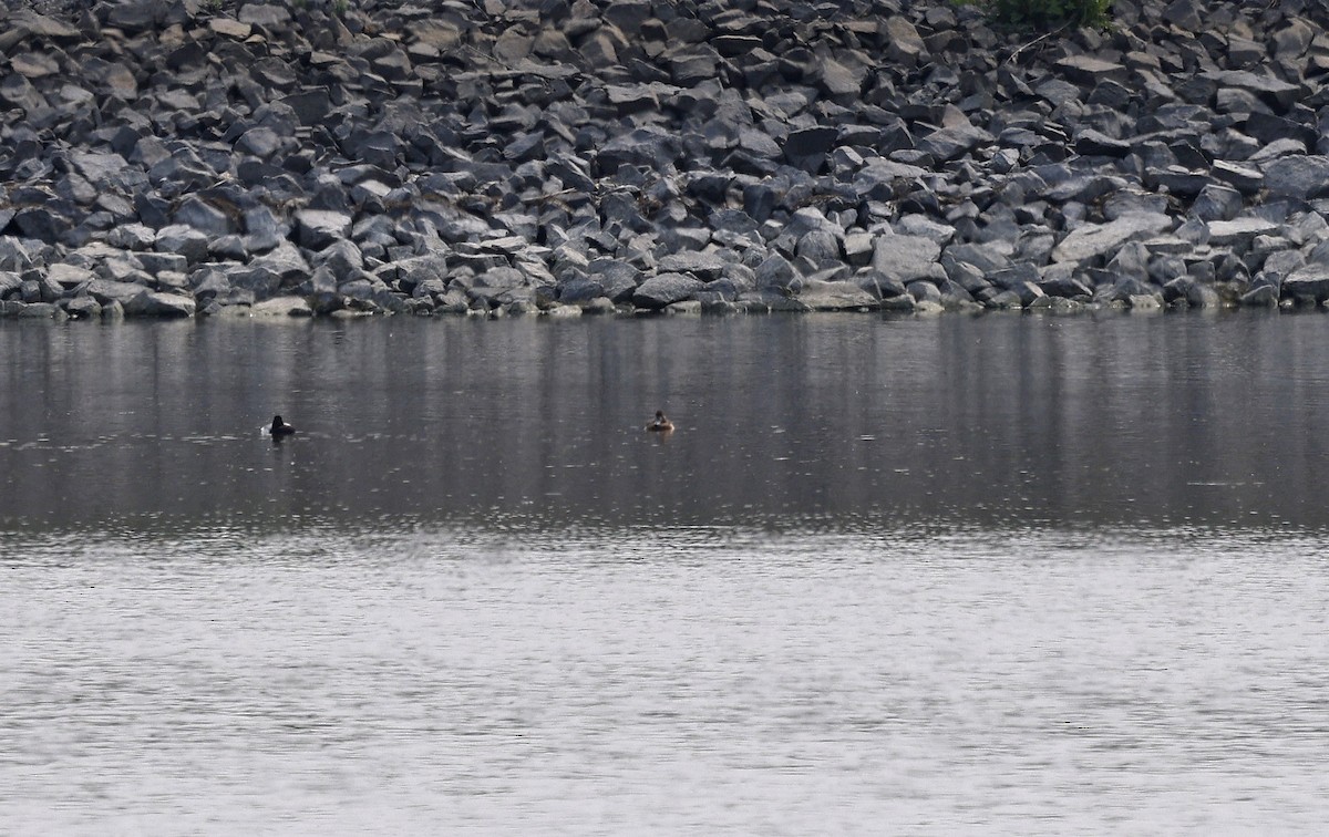 Greater Scaup - ML616722098