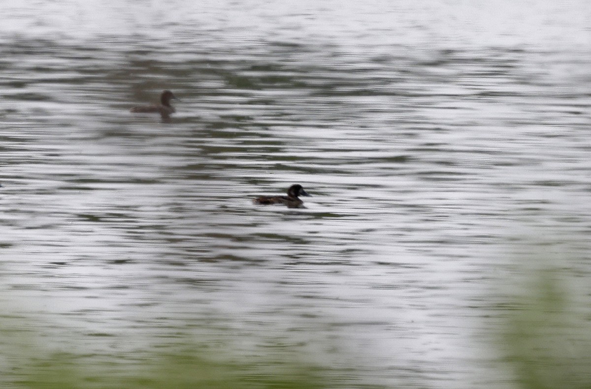 Greater Scaup - ML616722103