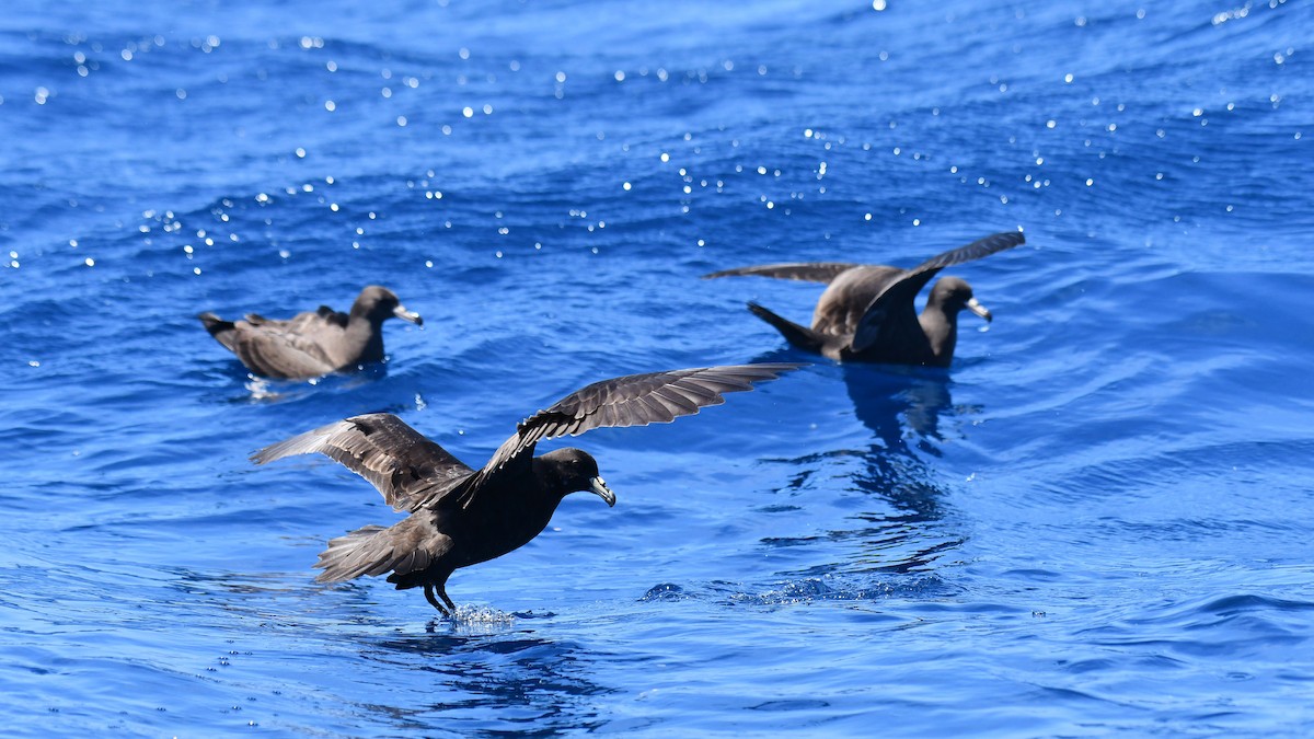 Parkinson's Petrel - ML616722108