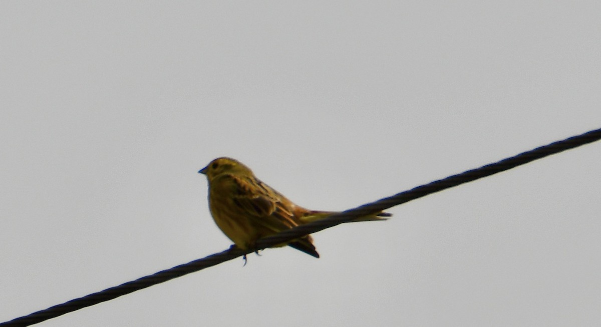 Yellowhammer - Inga Ligi