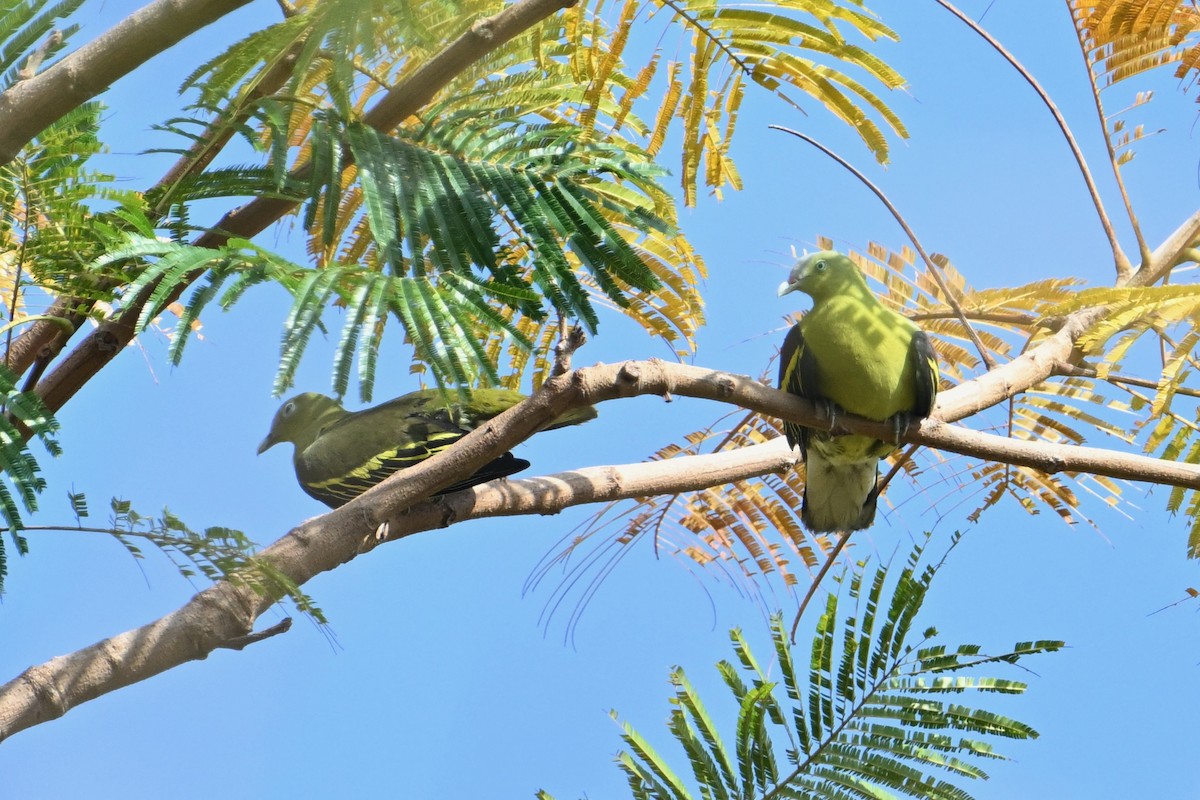 Philippine Green-Pigeon - ML616722181