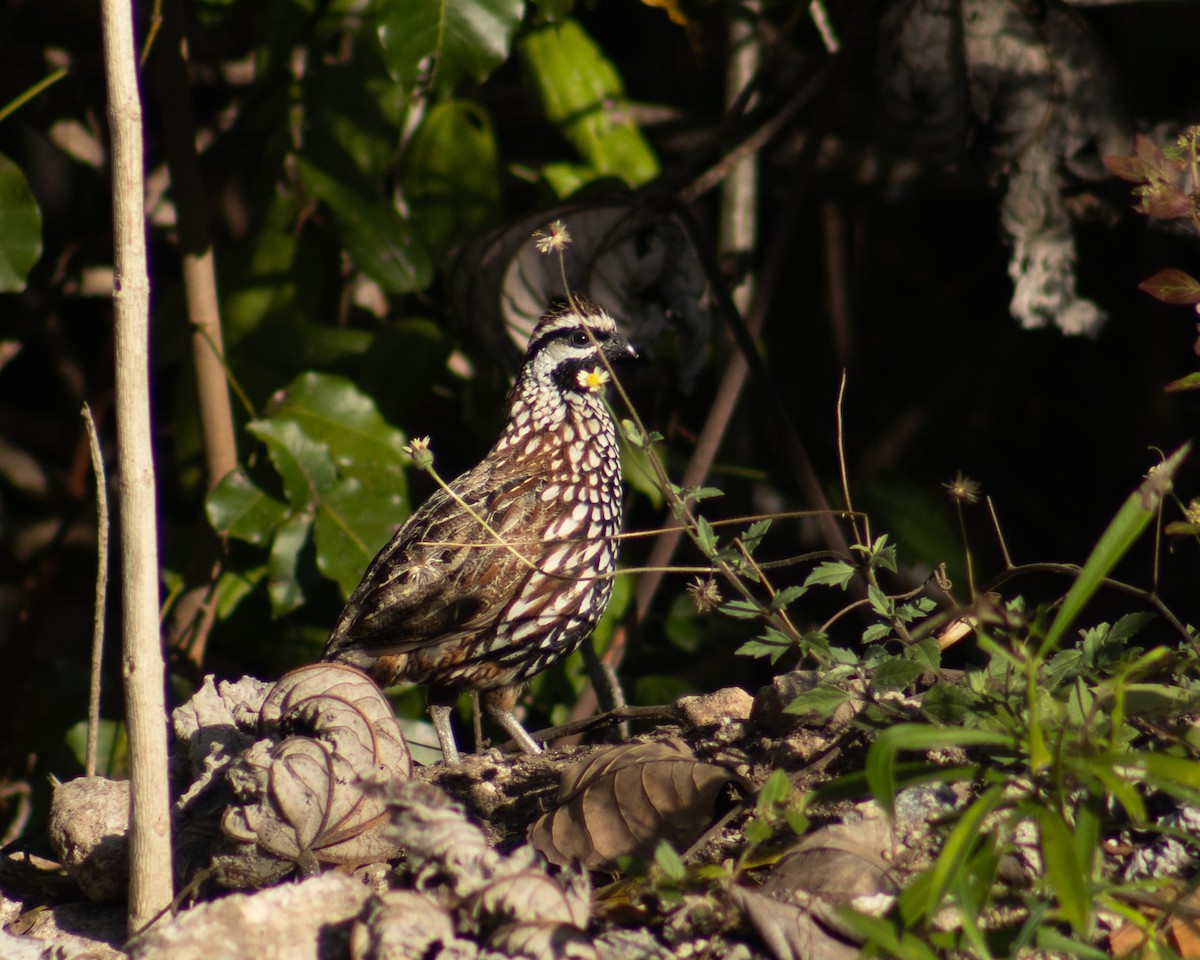 Black-throated Bobwhite - ML616722207