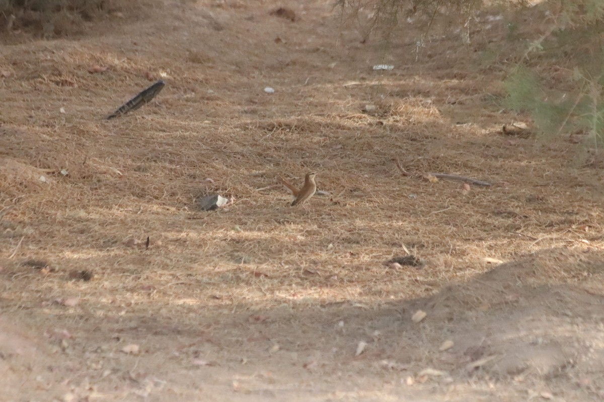 Rufous-tailed Scrub-Robin - ML616722210