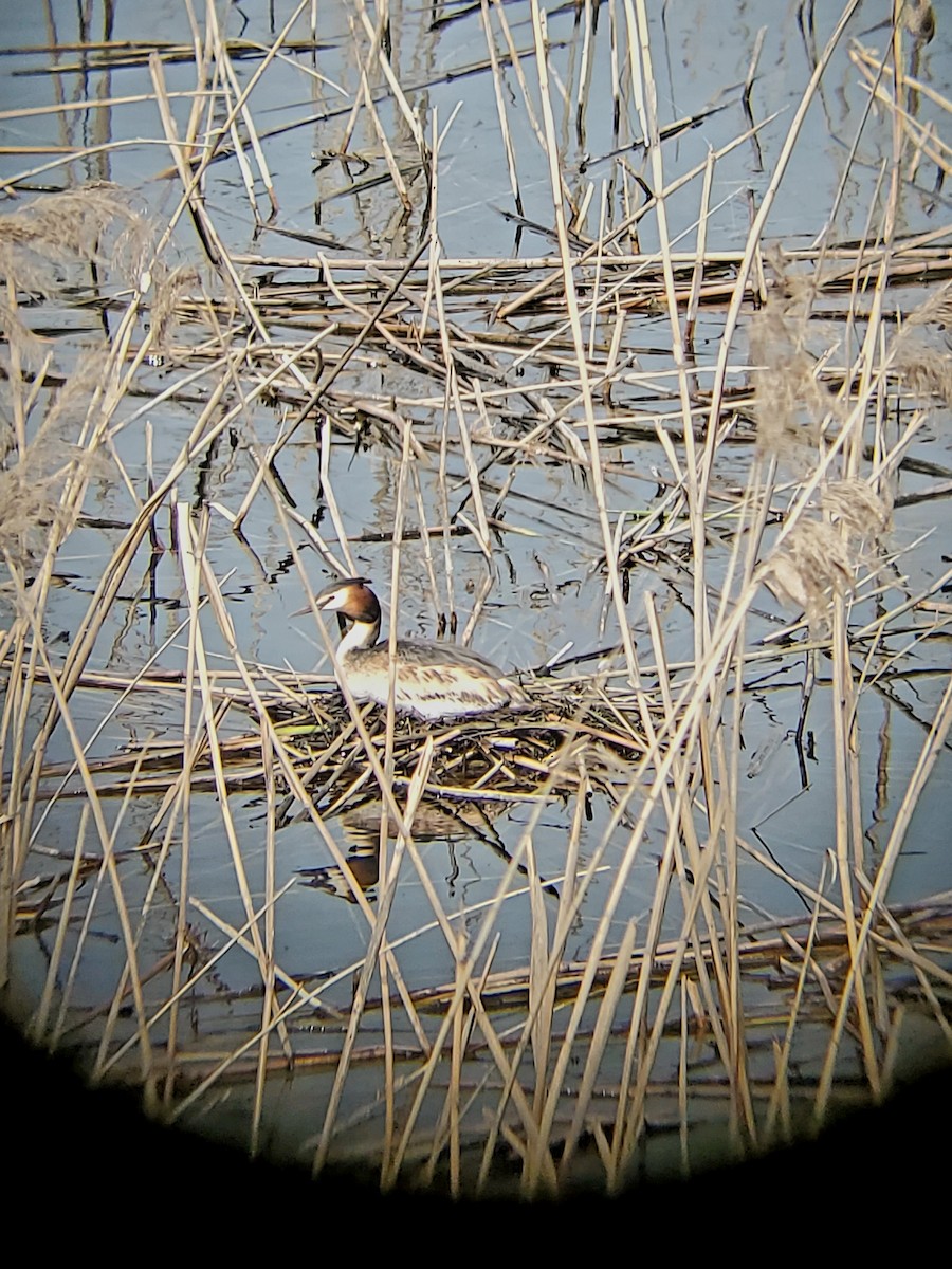 Great Crested Grebe - ML616722221