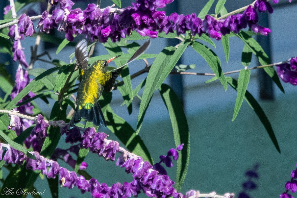 Glittering-bellied Emerald - ML616722231