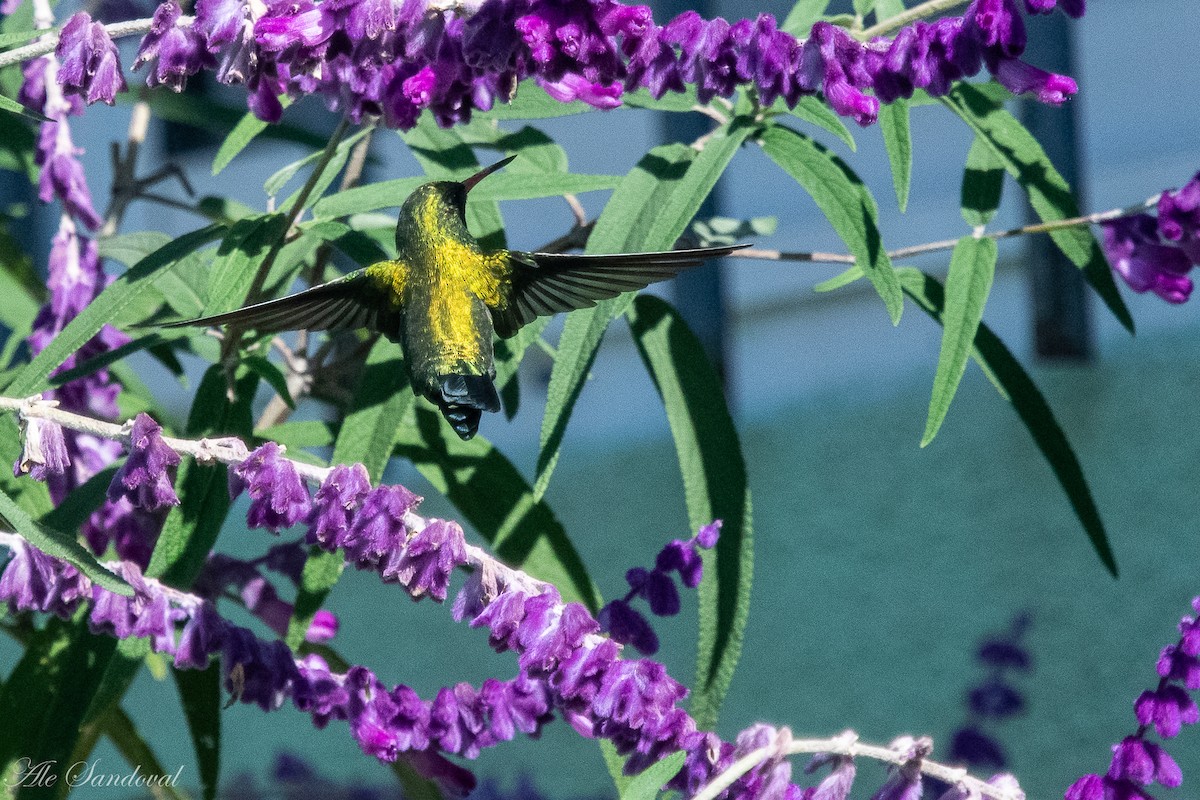 Glittering-bellied Emerald - ML616722232