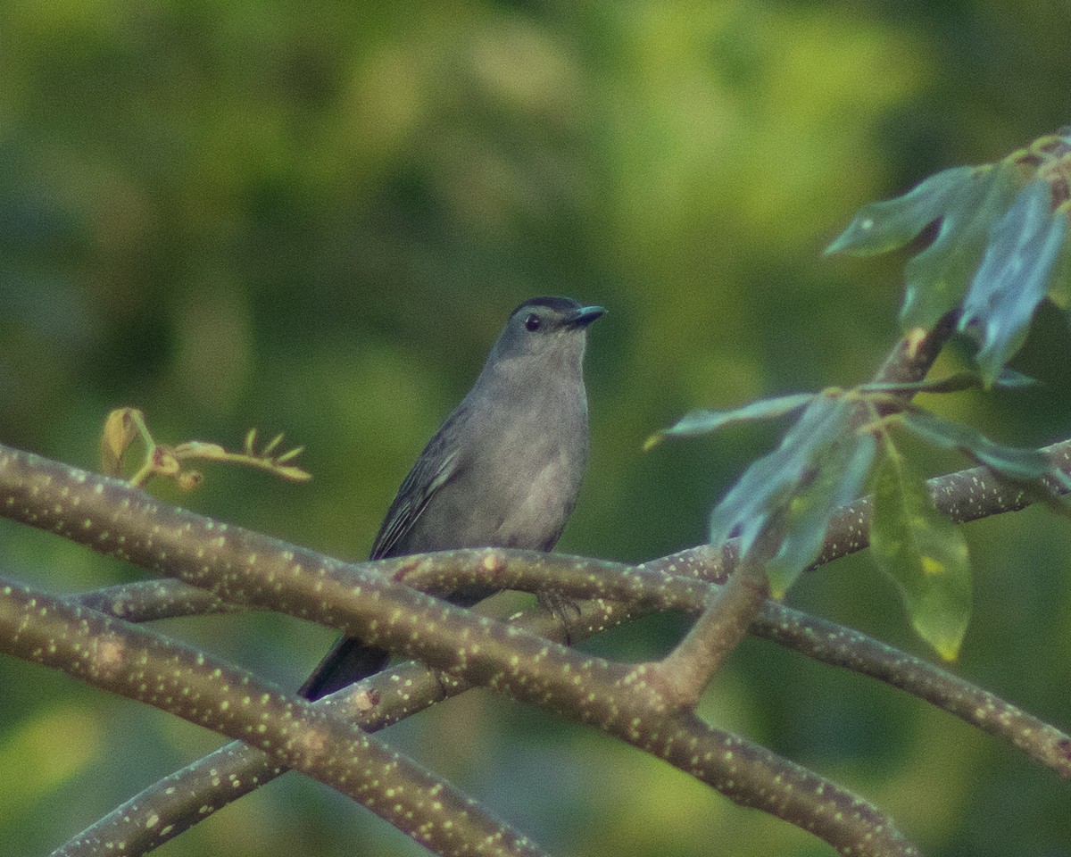 Gray Catbird - ML616722239