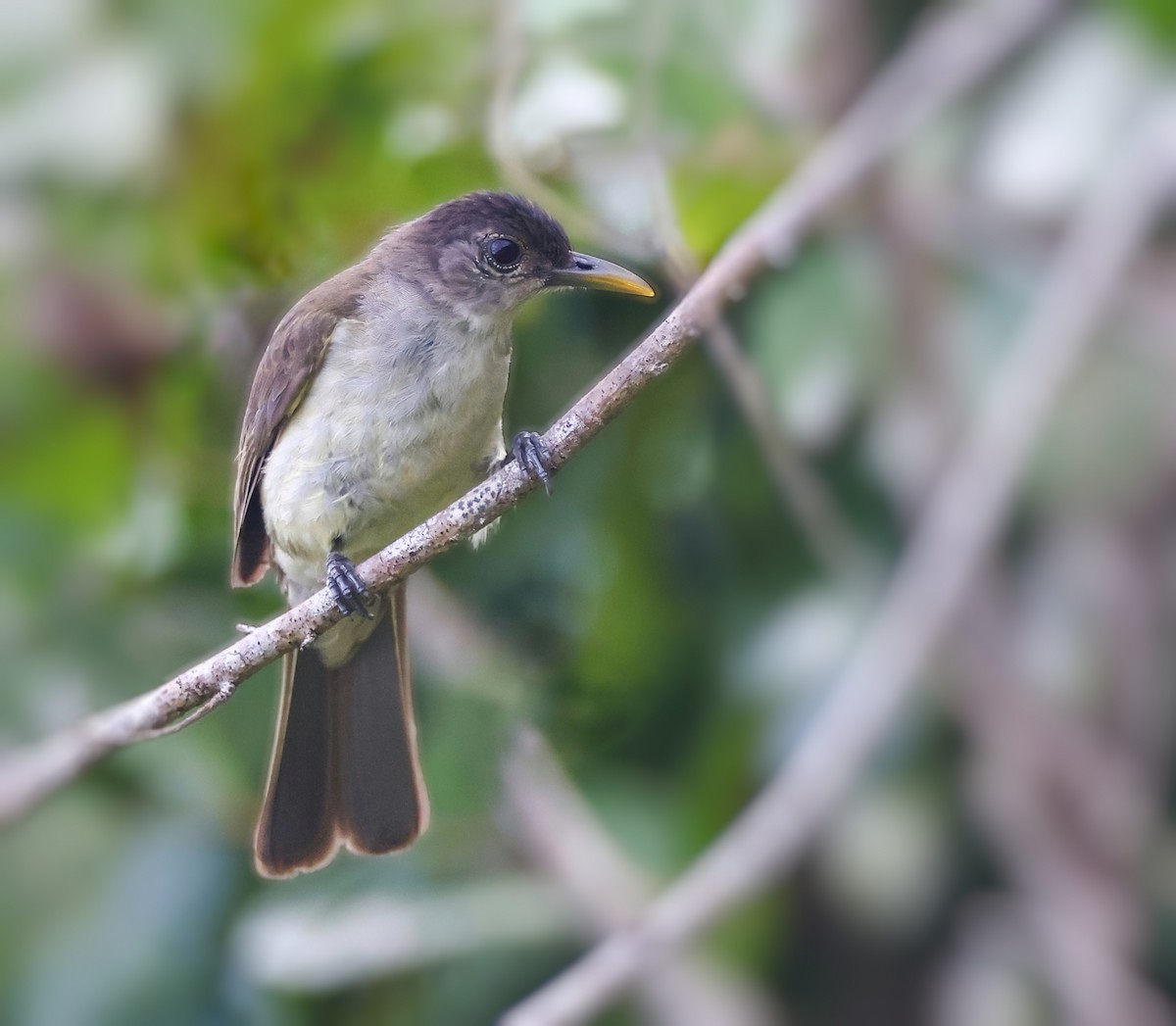 Bulbul de Nicobar - ML616722263