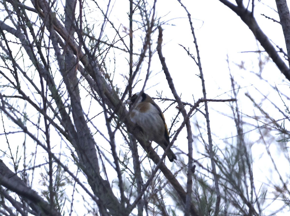 Chardonneret élégant - ML616722272