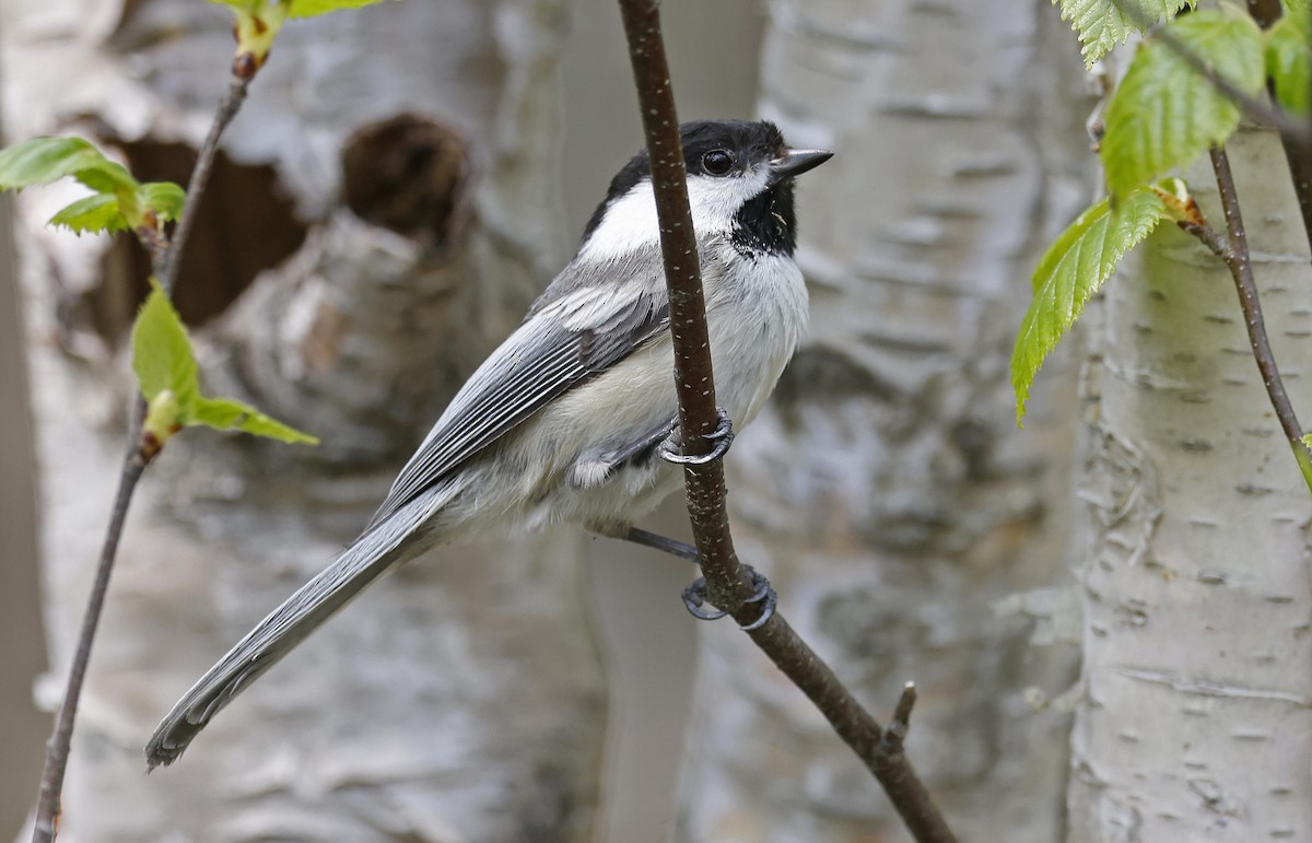 Black-capped Chickadee - Paul Chapman