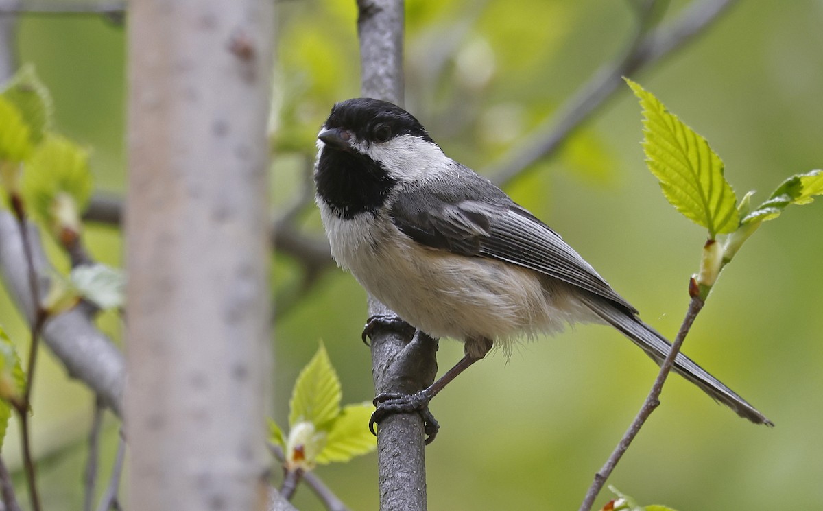 Black-capped Chickadee - ML616722286